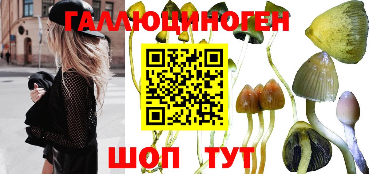 Галлюциногенные грибы Psilocybine cubensis  Галлюциногенные грибы Psilocybe  Вход с VPN  Урюпинск 